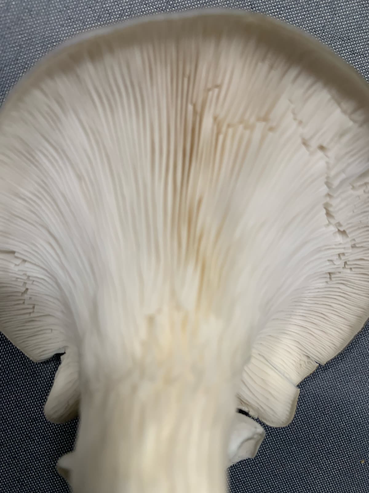 Close-up of the gills under a blue oyster mushroom from our farm.