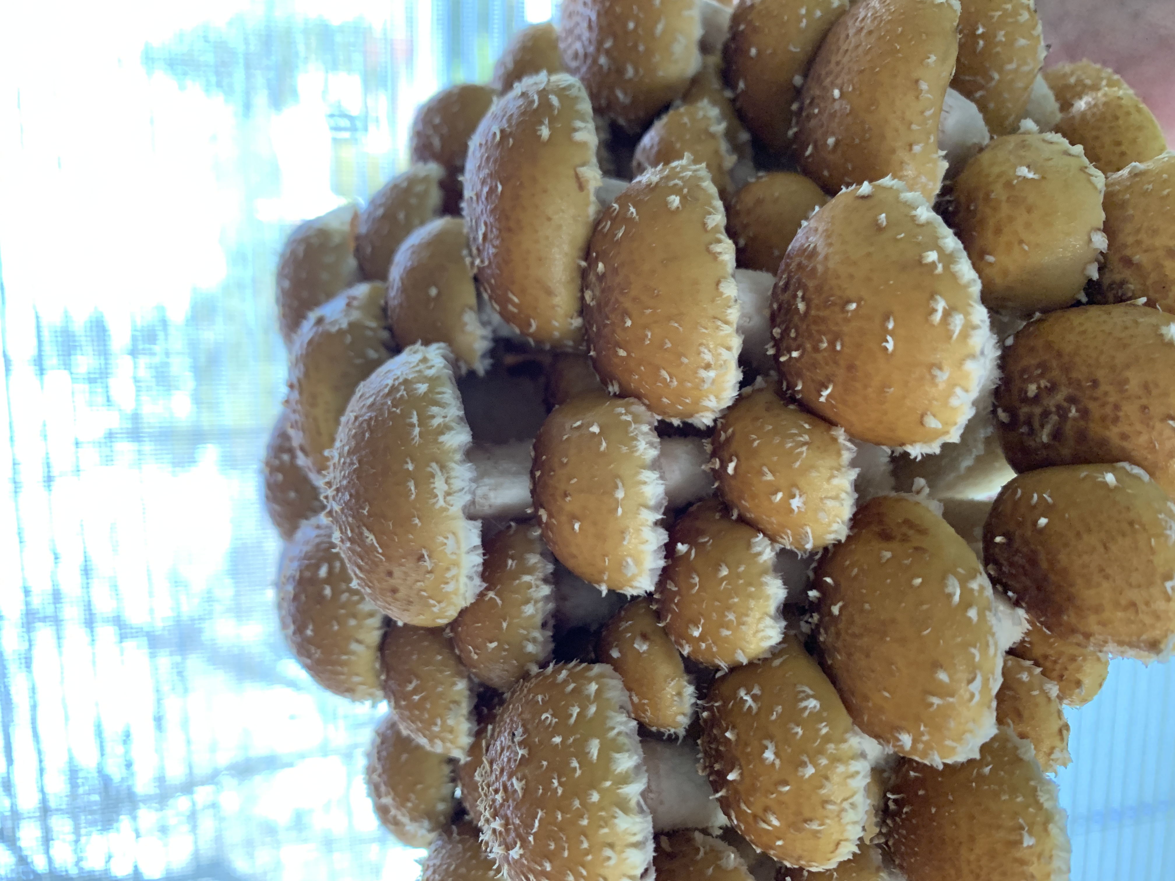 Fresh chestnut mushrooms