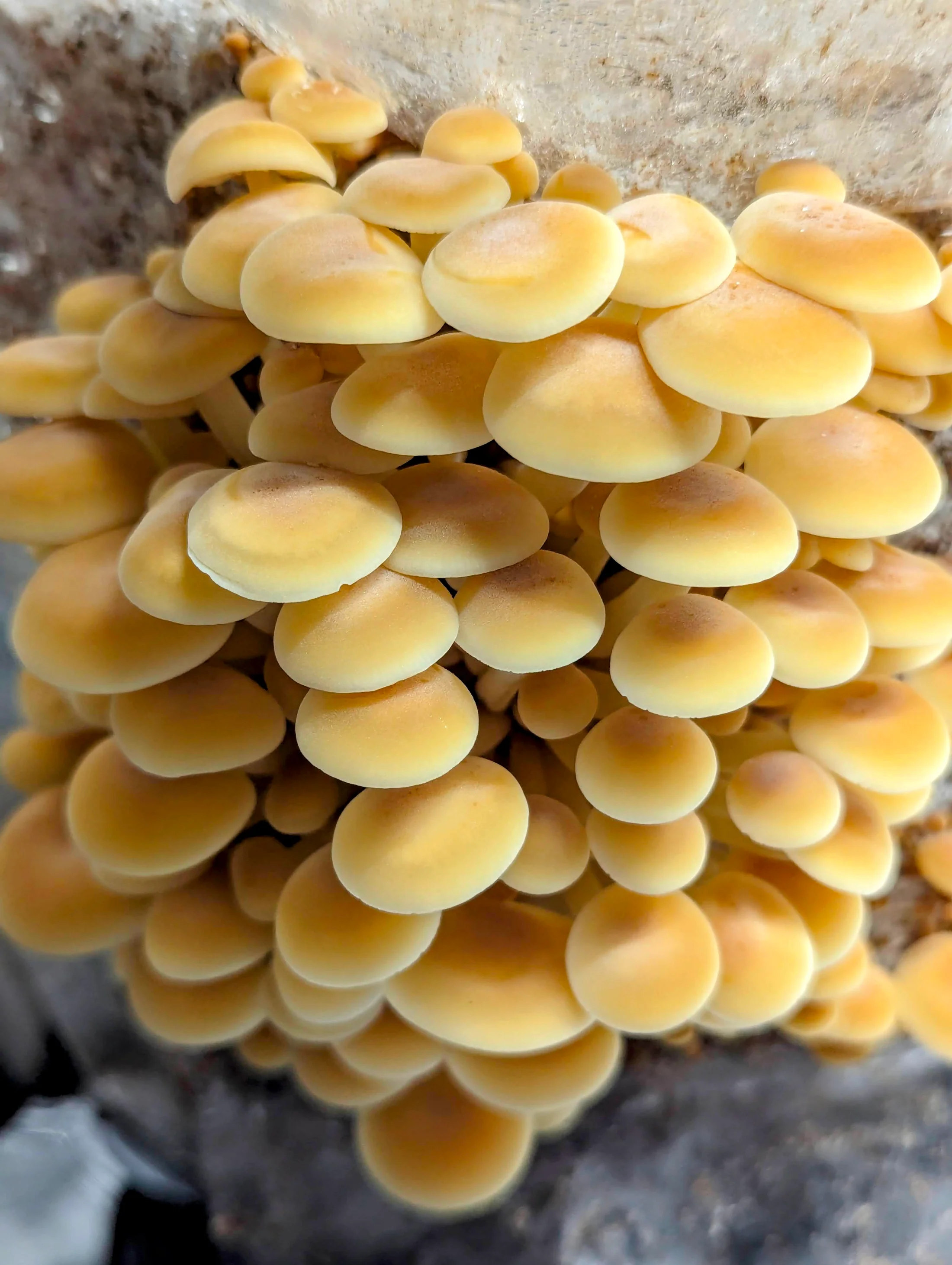 Fresh golden enoki mushrooms