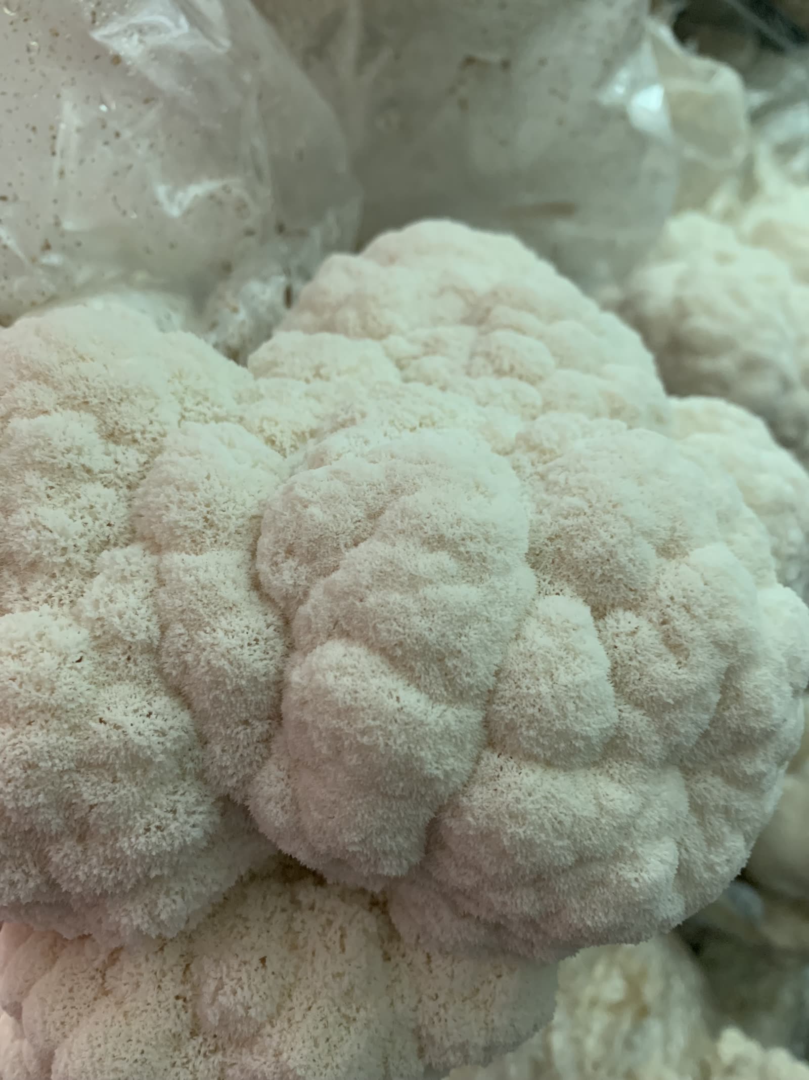 Lion's mane mushrooms ready to harvest on the Brown Deer farm, white and shaggy in their bags