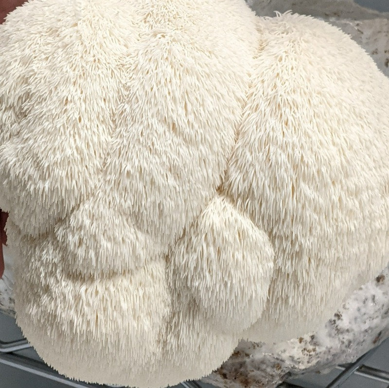 Fresh lion's mane mushrooms
