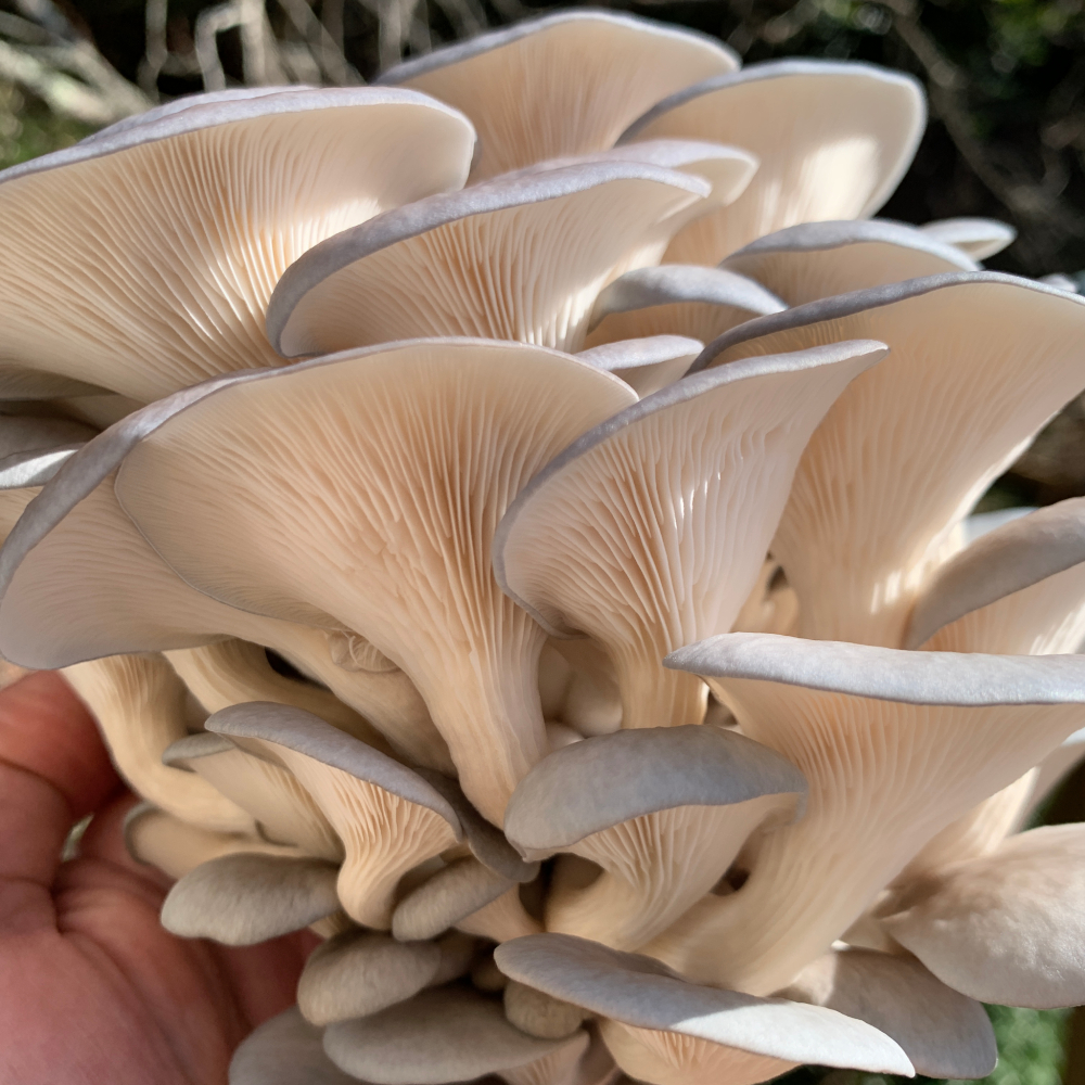 Fresh oyster mushrooms